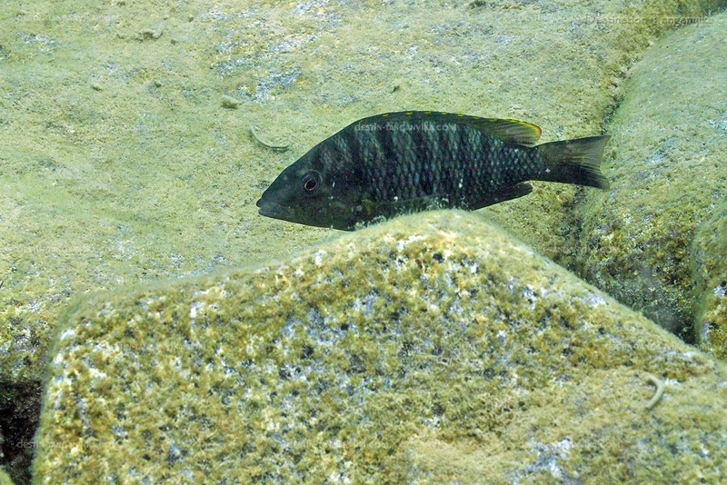 Jabarichromis pfefferi 'Maswa'